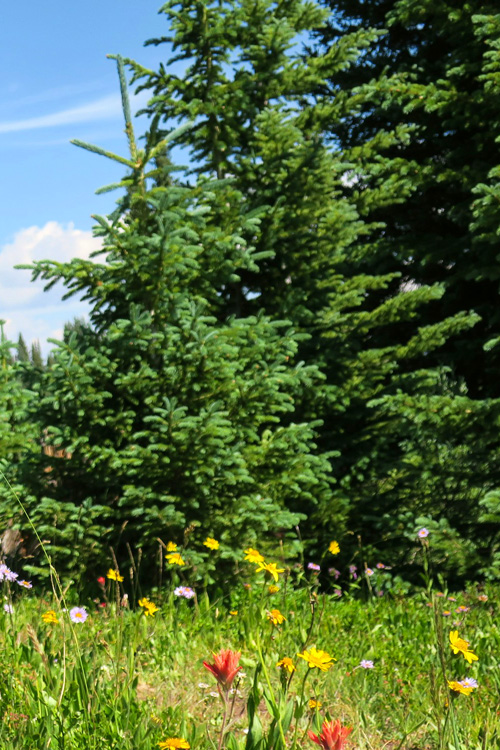 Pine Trees in Summer 1