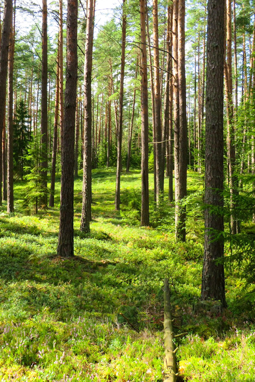 Pine Trees in Summer 2