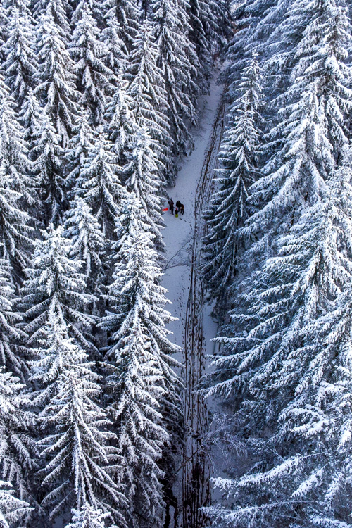 White Pine Trees 1