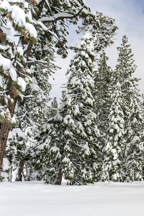 White Pine Trees 2