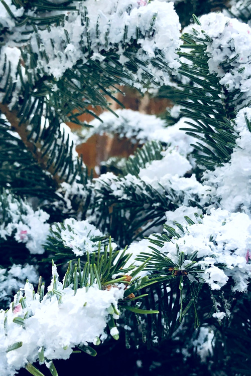 Winter Snow, Pine Tree 1