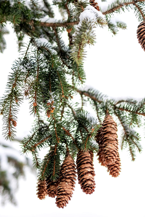 Winter Snow, Pine Tree 2