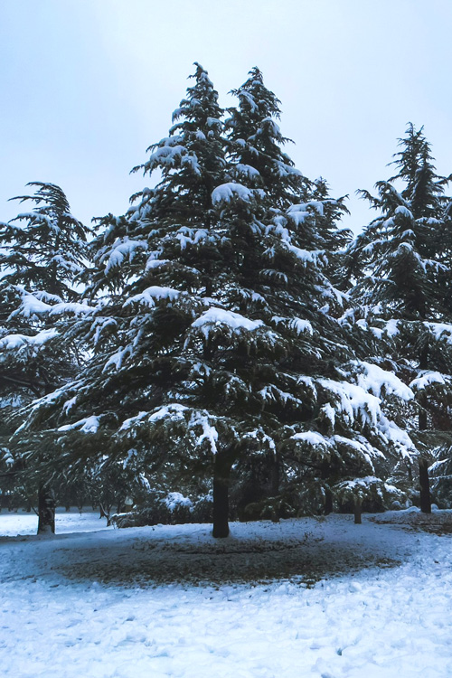 Winter Snow, Pine Trees 3