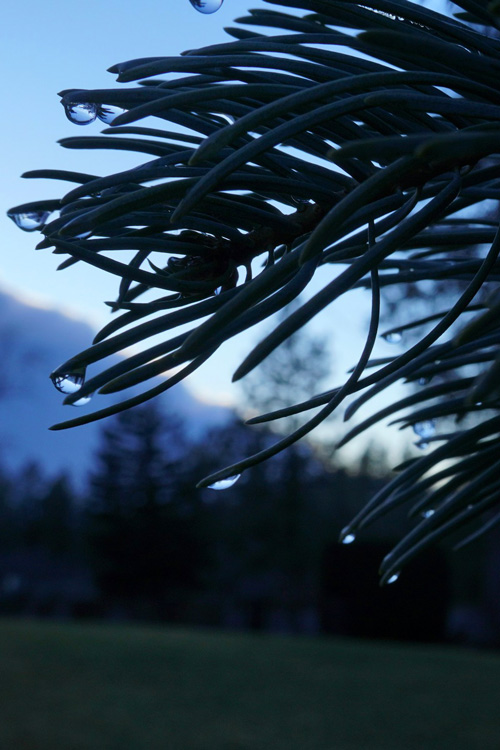 dark pine tree 3