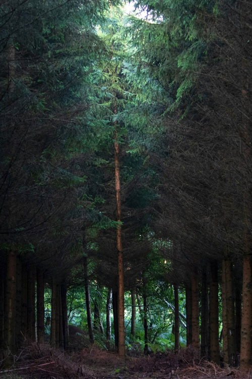 dark pine trees 1