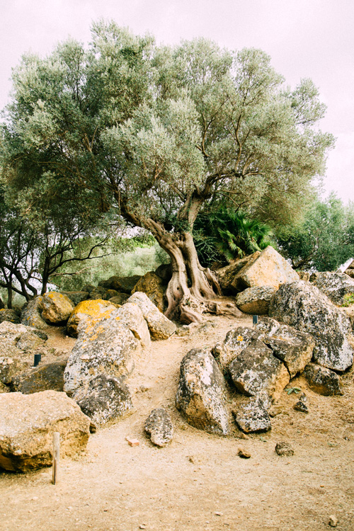 1 Olive Tree Valle dei Templi, Agrigento, Sicily, Italy