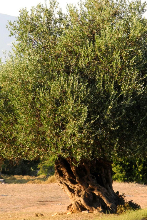 11 Olive Tree Cephalonia, Greece