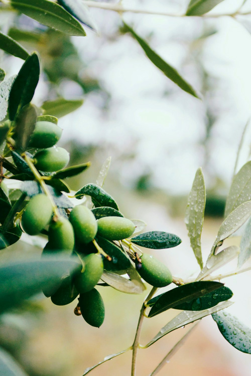 12 Olive Branch with Fruits, Porec, Croatia