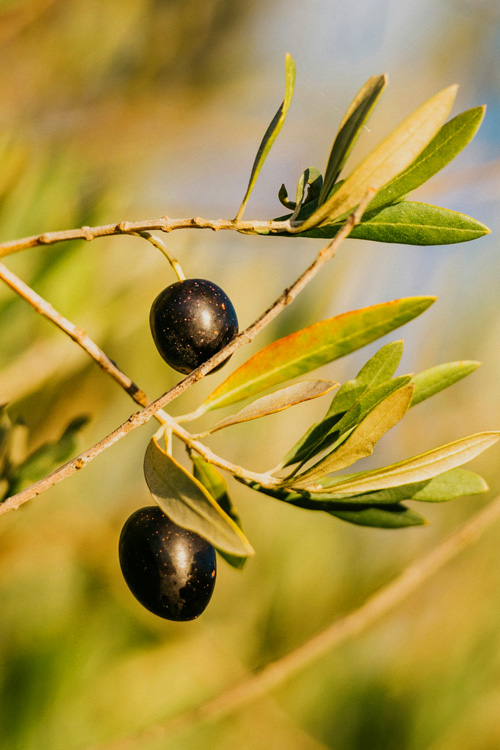 13 Olive Tree Branch with Fruits, Tulbagh, South Africa