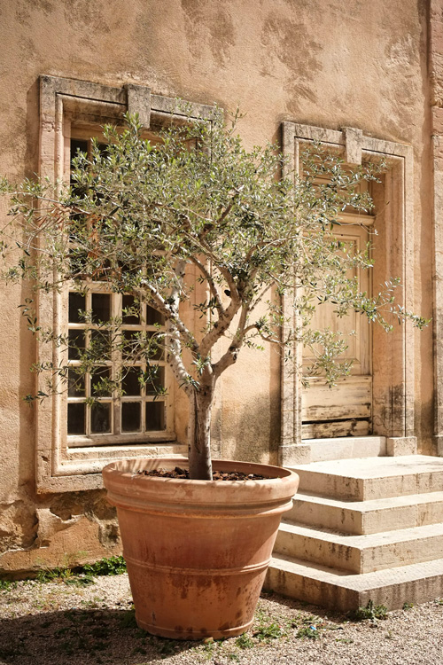 14 Olive Tree in a Pot, Marseille, France