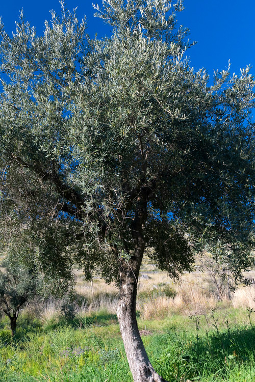 15 Olive Tree Under Blue Sky, Prossedi, Italy