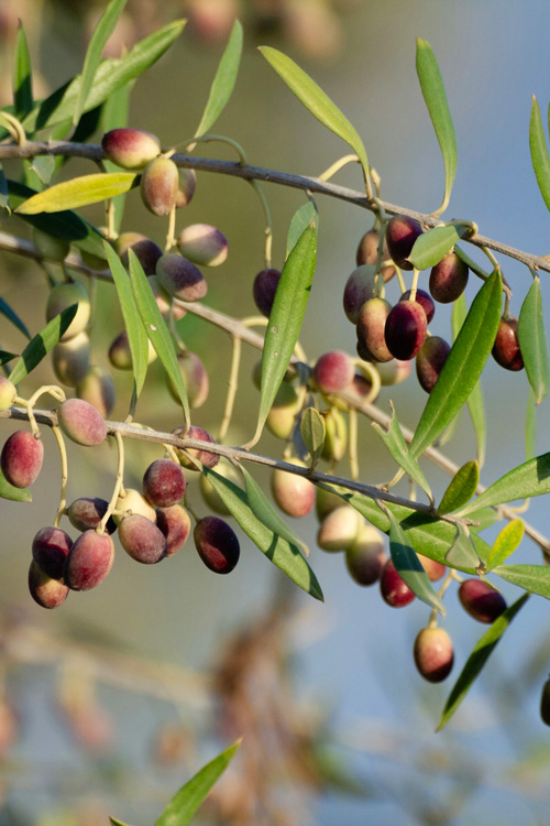 16 Olive Tree Branch with Olives, Djerba, Tunisia