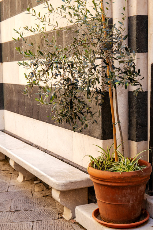17 Olive Tree in a Pot, Cinque Terre, Liguria, Italy
