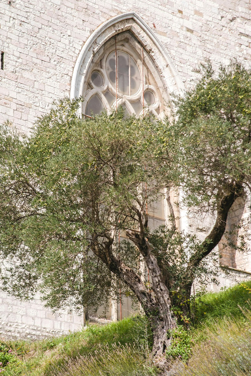18 Olive Tree, Gubbio, Perugia, Italy