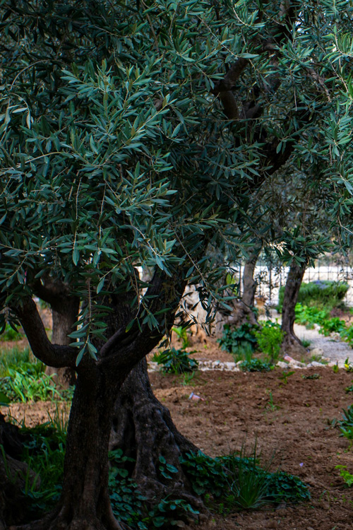 19 Olive Trees, Garden of Gethsemane, Jerusalem, Israel