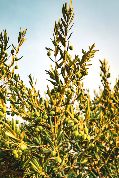 2 Olive Tree, Croatian coast, Sevid, Croatia