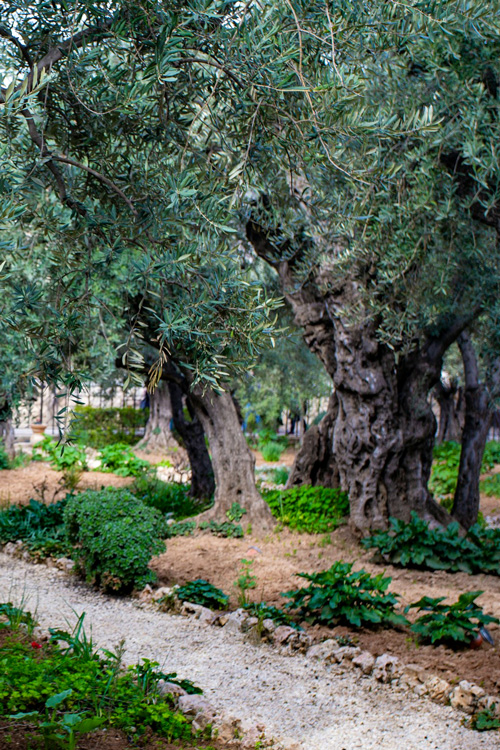 20 Olive Trees, Garden of Gethsemane, Jerusalem, Israel