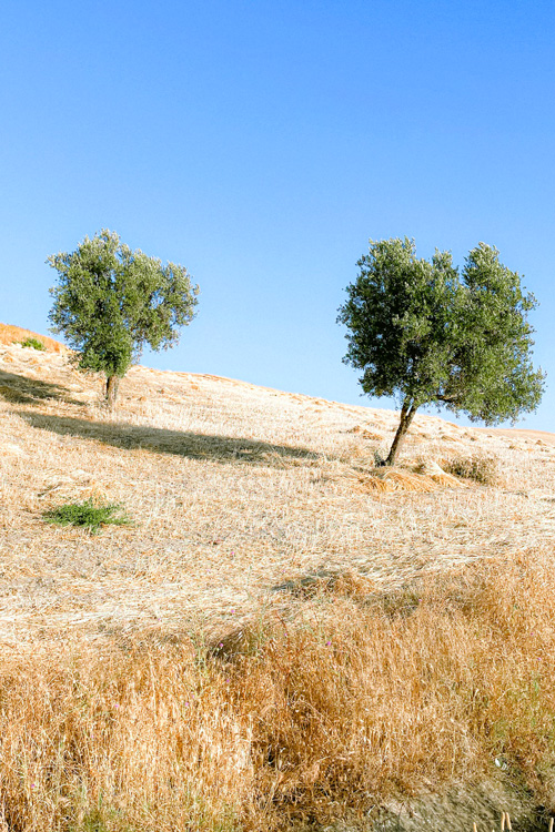 21 Olive Trees, Ain Mediouna, Morocco