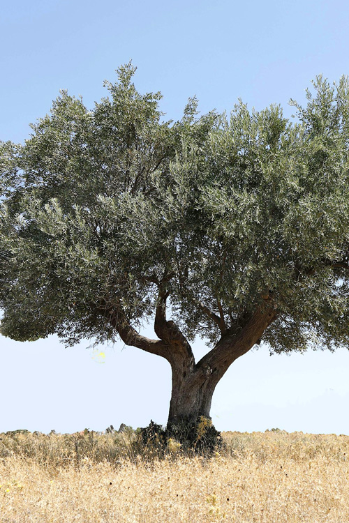3 Olive Tree, Koropi, Greece