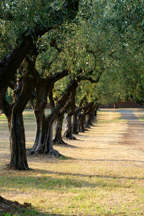 5 Olive Trees, Via Appia Antica, Rome, Italy