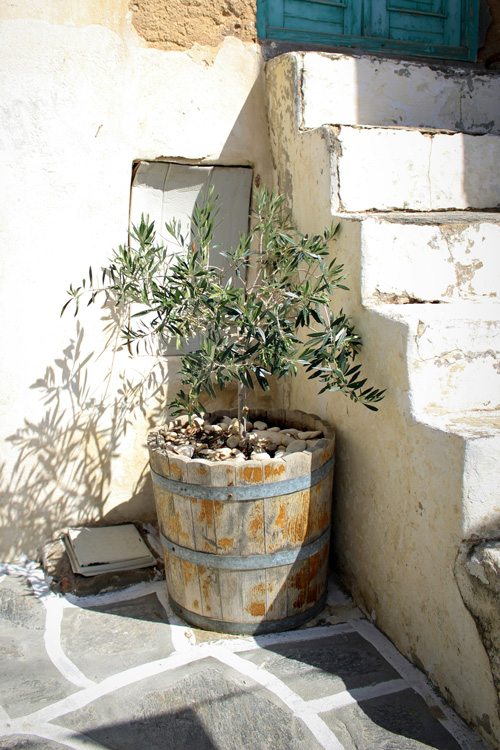 7 Potted Olive Tree, Paros Island, Greece