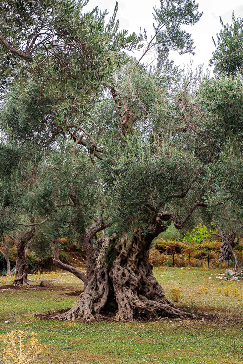 8 Old Olive Tree, Bar, Montenegro