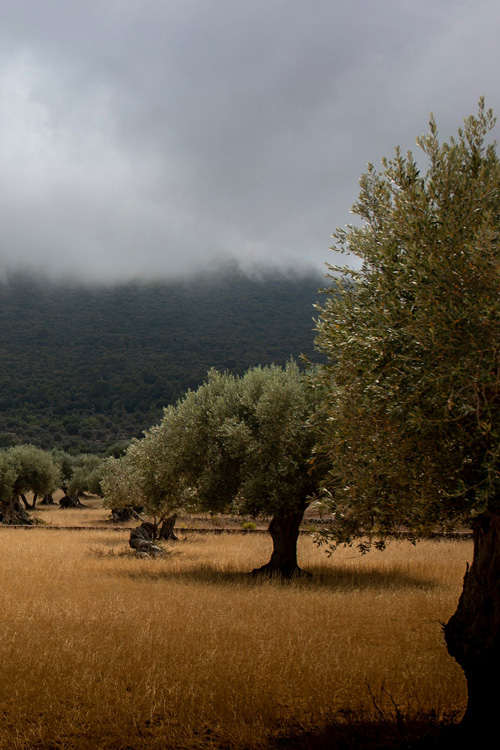 9 Olive Trees, Mallorca, Spain