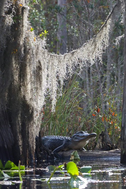 Okefenokee Swamp, Florida, USA