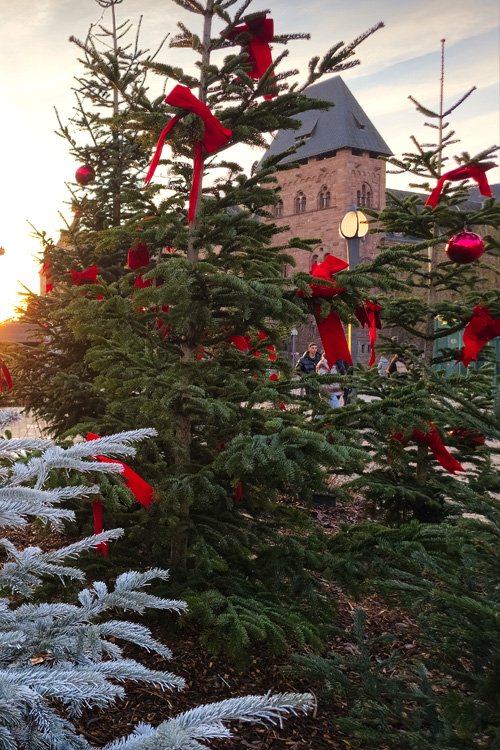 Christmas trees at sunset in Metz, France
