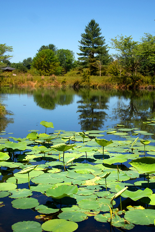 Meadowlark Botanical Gardens, Vienna, Virginia, USA